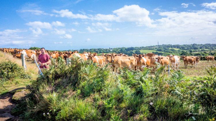 Farmer Bray - Cows