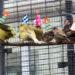 GSPCA Birds hats
