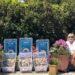 Guernsey elec - wildflower seeds