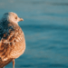 Seabird