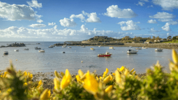 Sure Guernsey