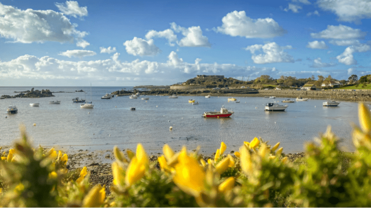 Sure Guernsey