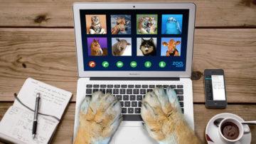 Zoo video call animals cat