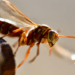 Asian Hornet