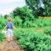 Child gardening
