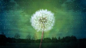 Dandelion