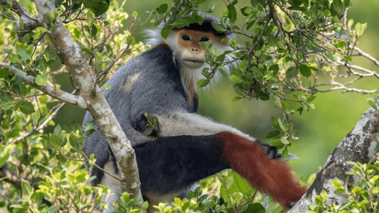 Treetop douc by Arshdeep Singh (India)