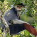 Treetop douc by Arshdeep Singh (India)