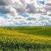 Wind farm