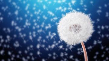 Dandelion