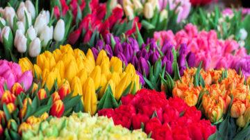 Spring flowers