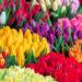 Spring flowers