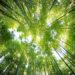 Trees forest environment