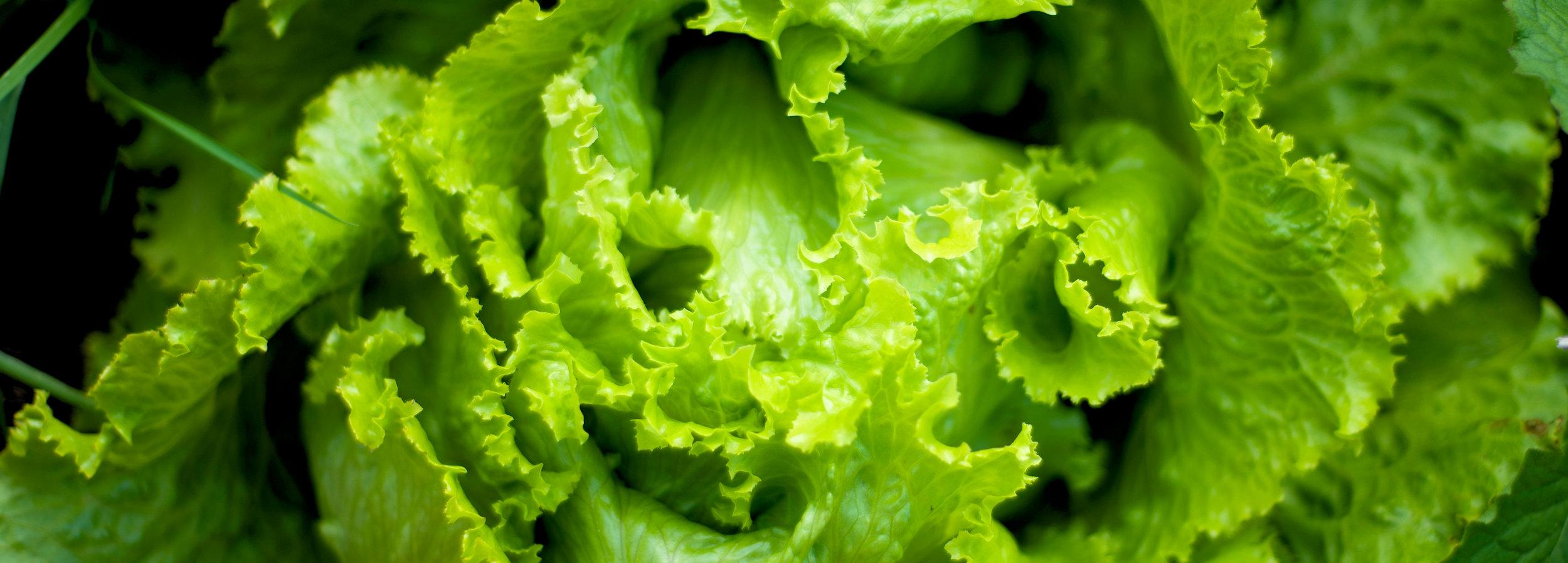 Salad lettuce