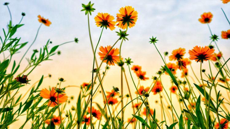 Wildflowers