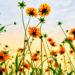 Wildflowers