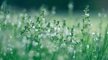 Wildflower