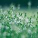 Wildflower