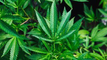 Cannabis