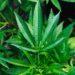 Cannabis