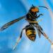 Asian hornet