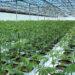 Northern Leaf cannabis hemp