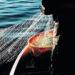 Fishing boat