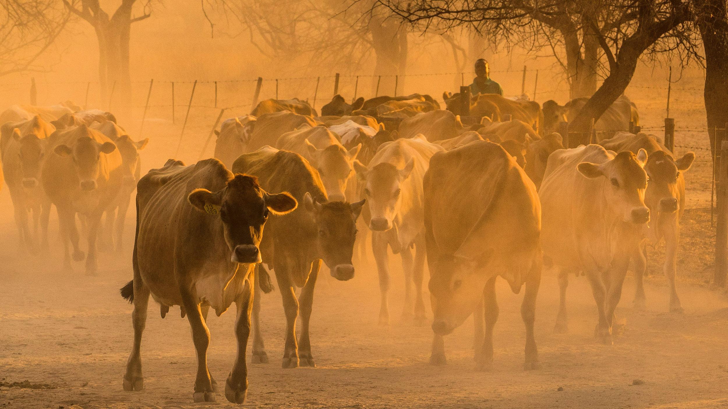 Jersey cows in Africa