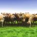 Jersey cows in a line
