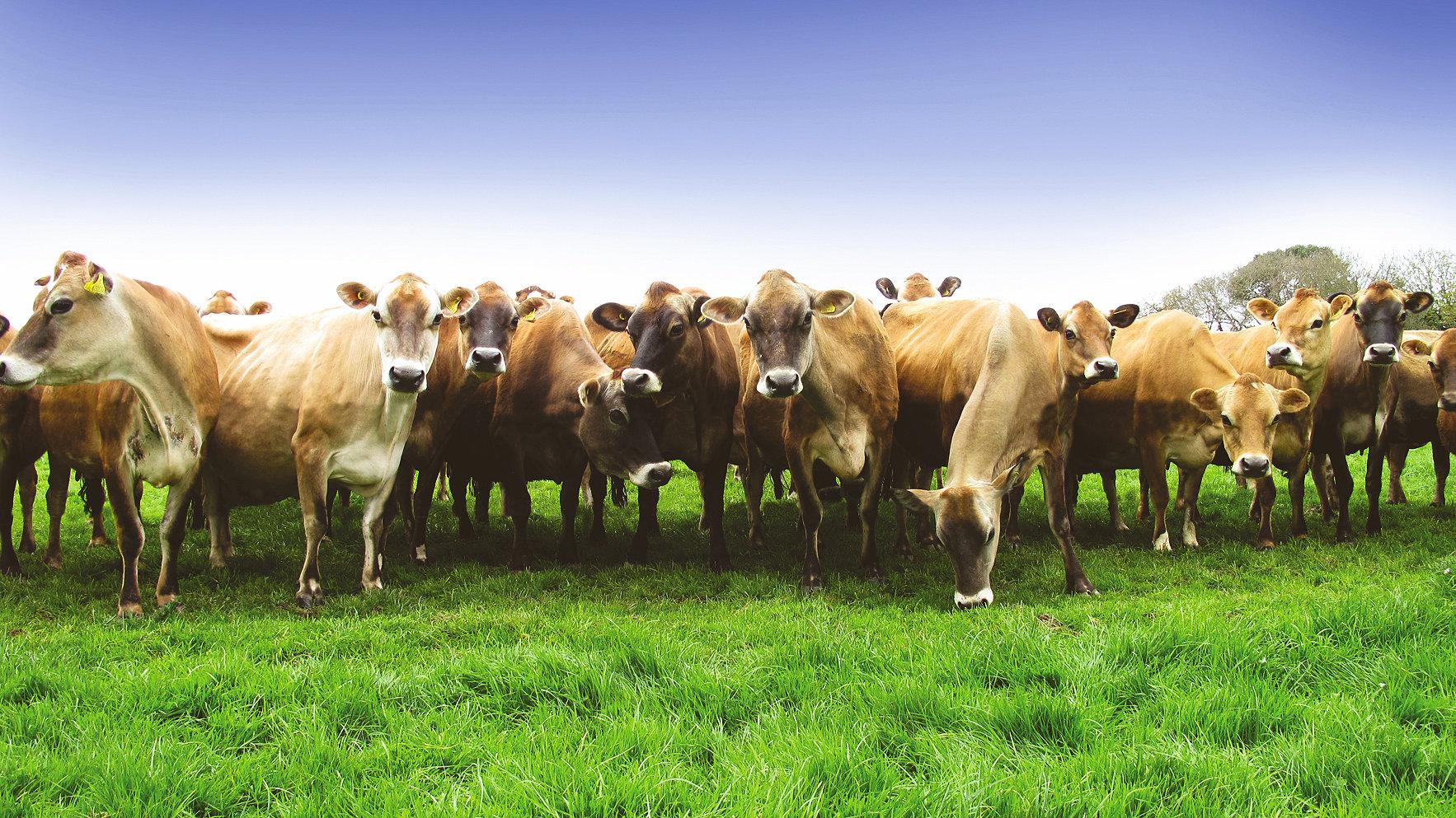 Jersey cows in a line