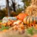 Pumpkins Halloween