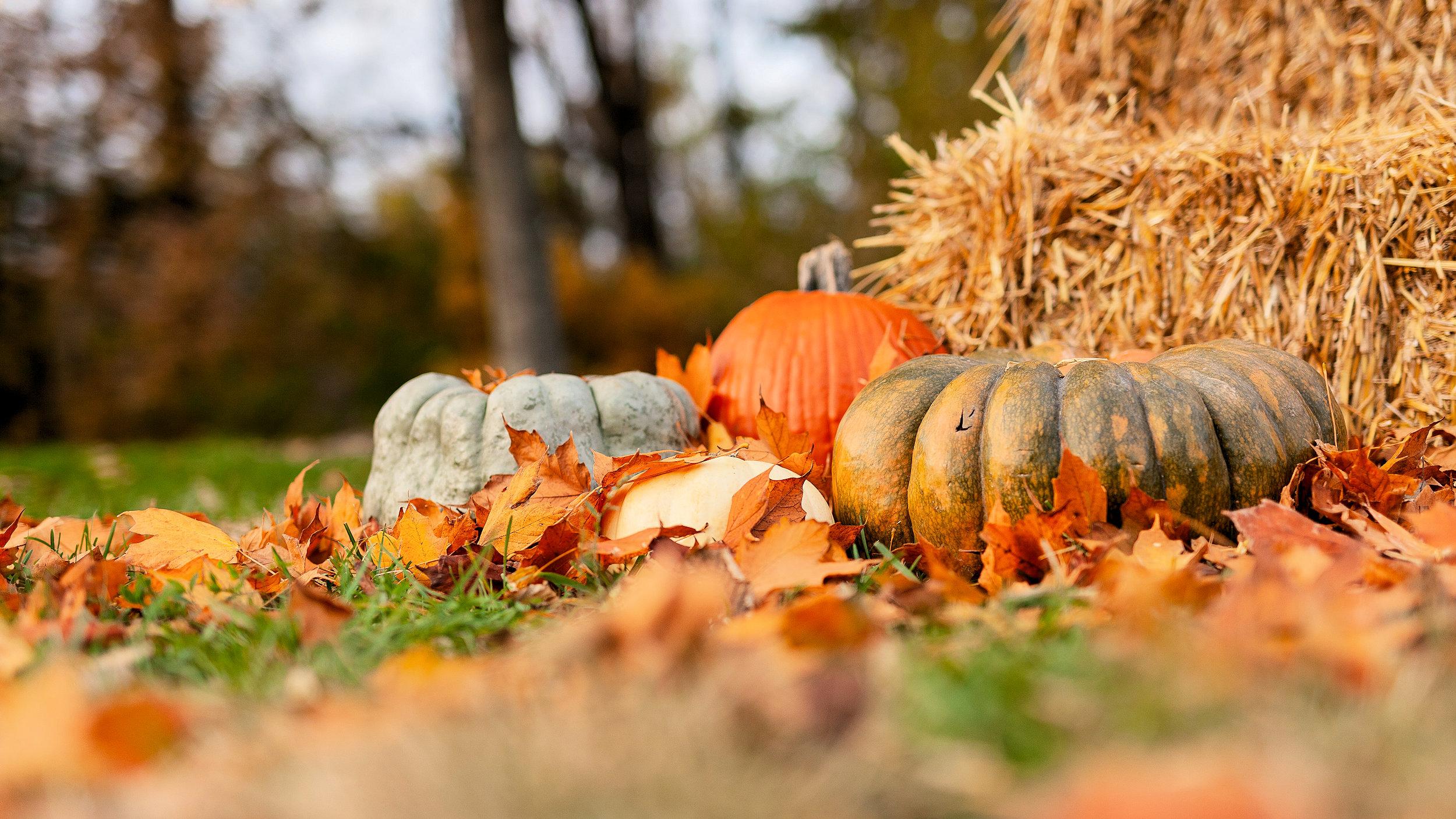 Pumpkins Halloween