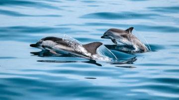 Dolphins