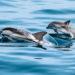 Dolphins