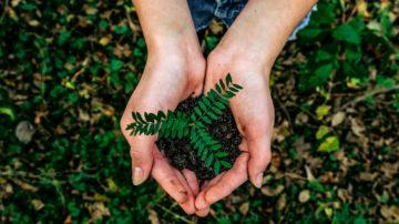 Hand holding sapling small tree