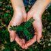 Hand holding sapling small tree