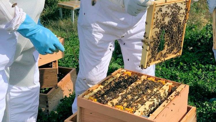 Family business asks you to ‘Back the Bees’ this Christmas