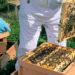 Family business asks you to ‘Back the Bees’ this Christmas