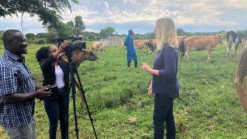 Carolyn Labey Zambia Jersey cows
