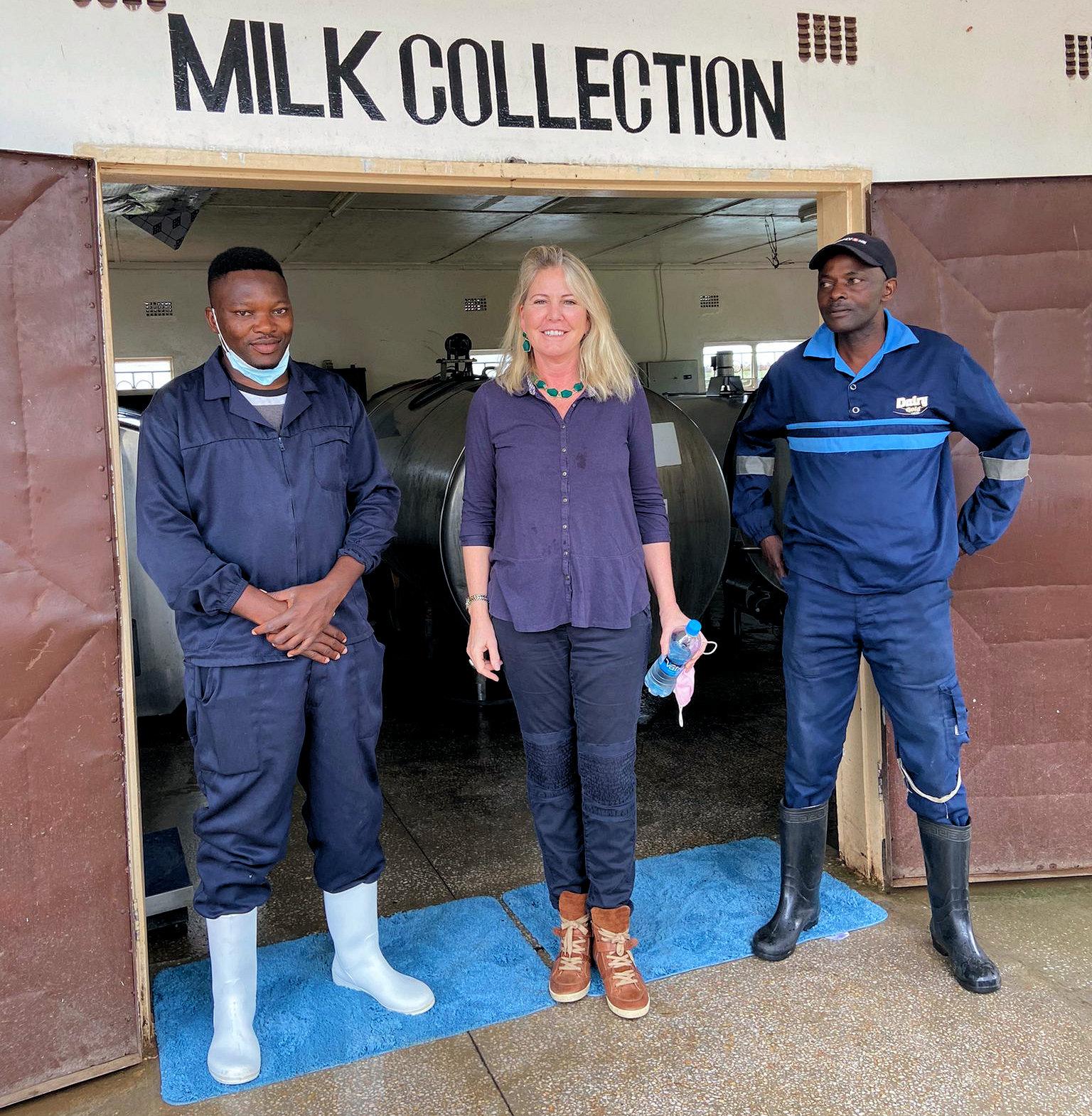 Carolyn Labey Zambia Jersey cows