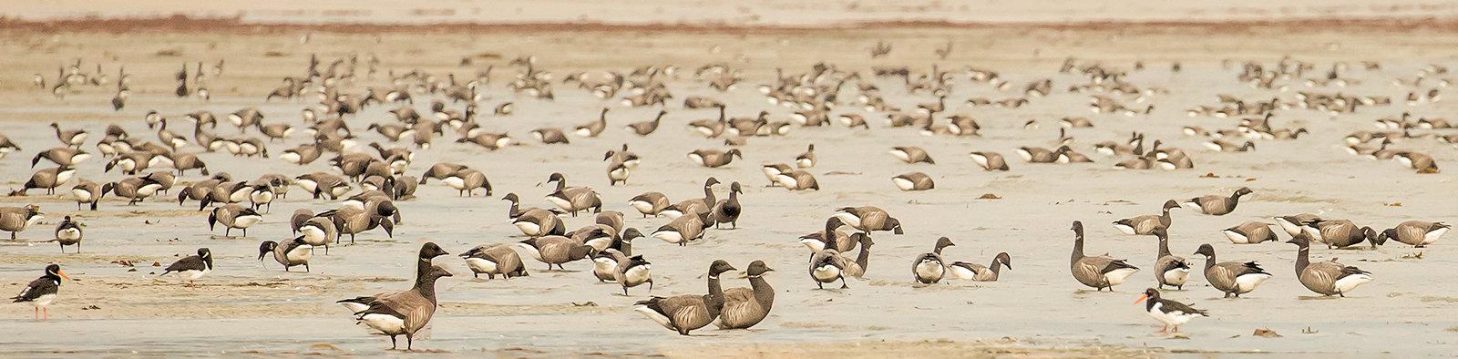 Jersey Photographic Club Shannon Le Seelleur - The charm of brent geese in Jersey