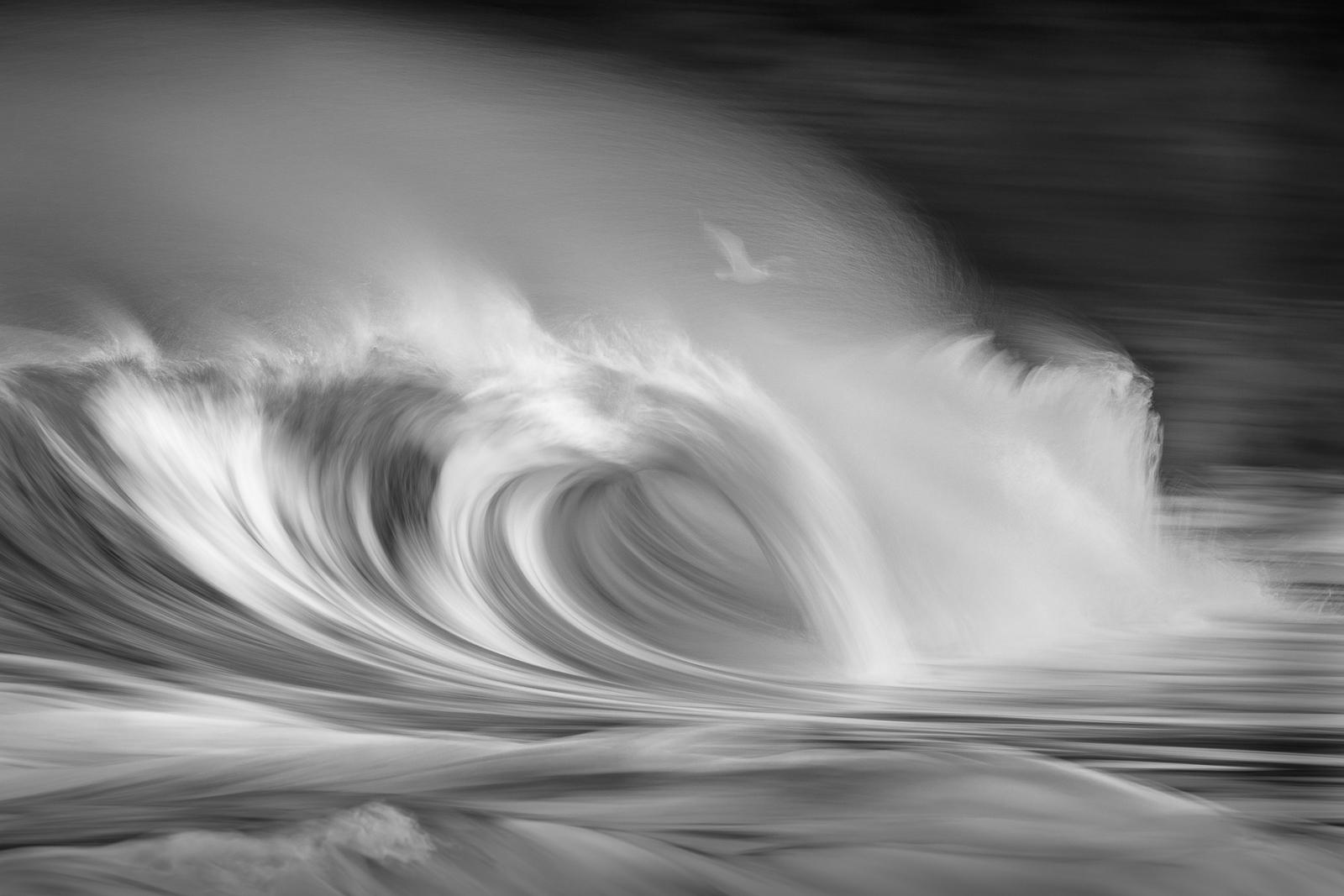 Jersey Photographic Club Sue Trowe - Bird on the wind