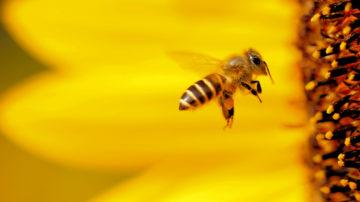 Bee flower