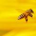 Bee flower