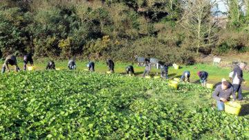 Guernsey Conservation Volunteers