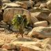 JOA REALiZE Child carrying fodder