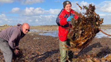 Rocquette Cider seaweed