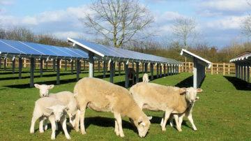 Solar panels agriculture