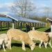 Solar panels agriculture