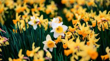 Daffodils